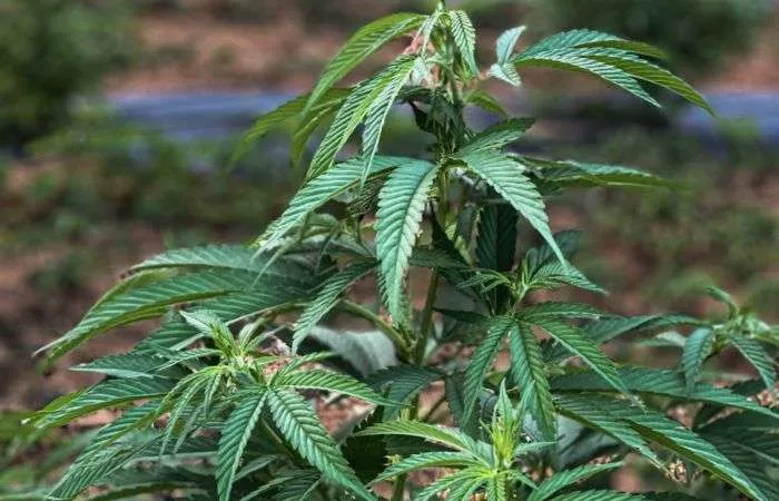 diferencia thc y cbd