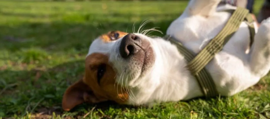 cbd para perro artritis