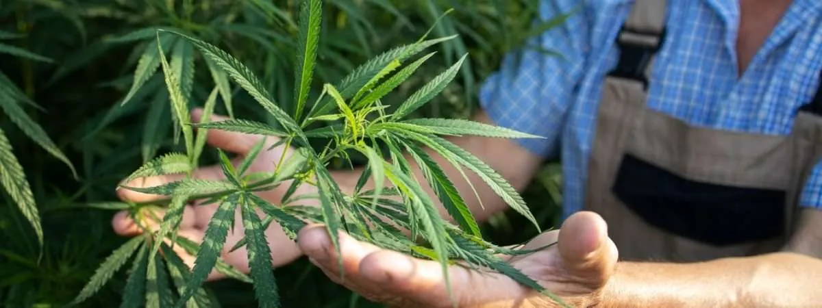 licencia vender cbd espana