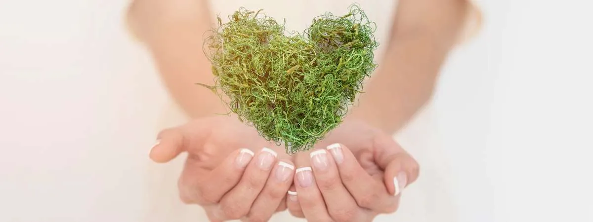 tendencias sostenibles cbd